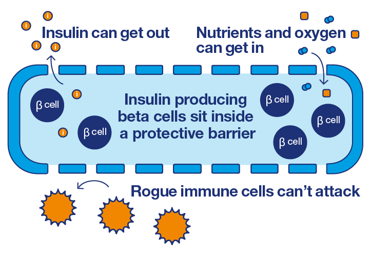 Beta cell encapsulation