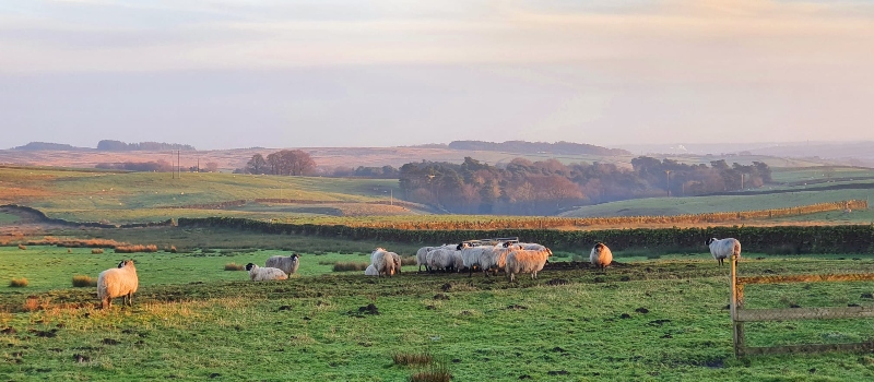 Sheep on Yorkshire moors, photo taken by Denise Jerkins