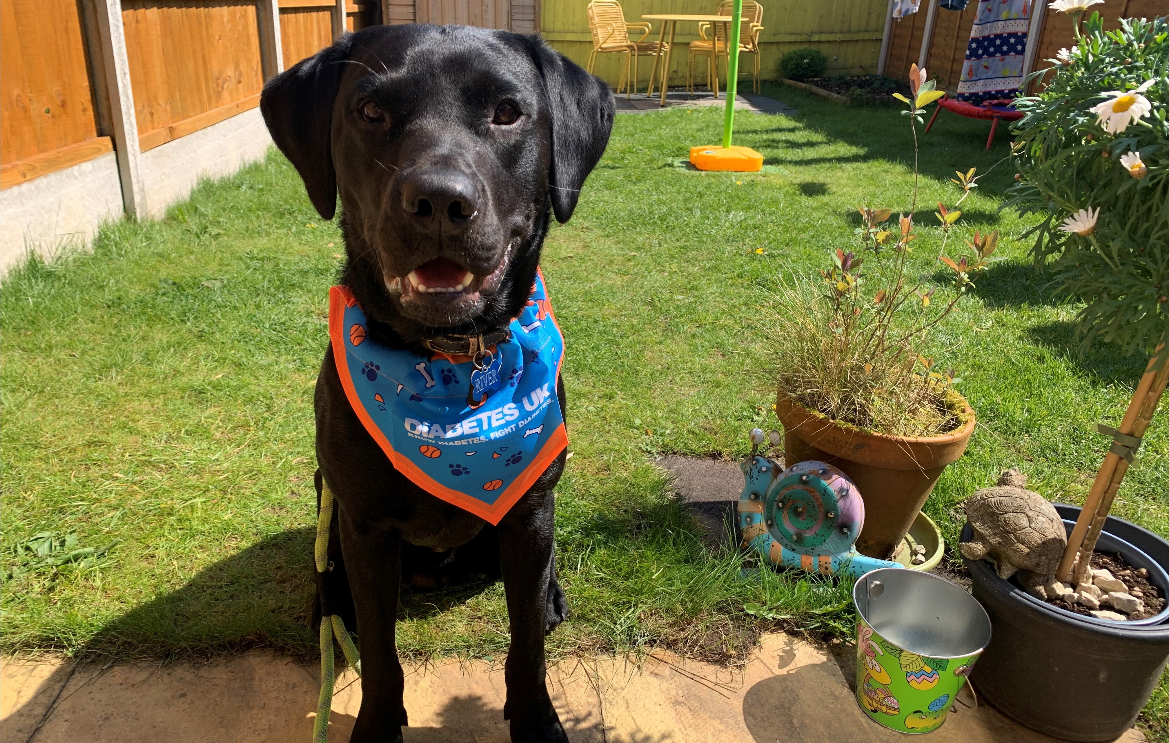 Dog in DUK bandana