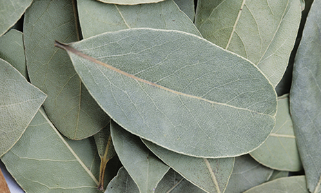 bayleaves465x280.jpg