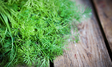 dill465x280.jpg