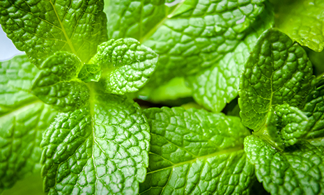 mintleaf465x280.jpg