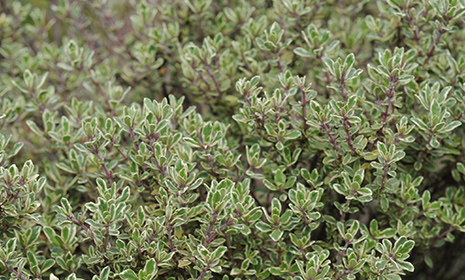 thyme465x280.jpg